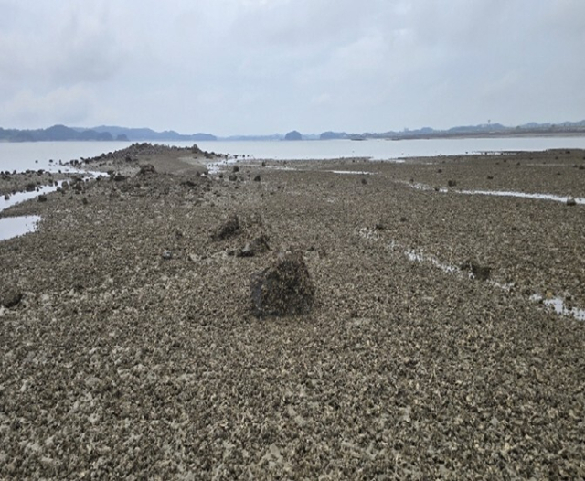 2024년 여름 고수온으로 인한 서산시 가로림만 및 천수만 바지락 폐사 현장 사진. 어촌어항공단 제공