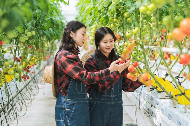 한농대 2학년 학생들이 3월부터 농업현장에서 장기현장실습을 하게 된다. 한농대는 농어업 이론과 창업설계 중심의 1학년 및 3학년 과정과 영농·영어 실습을 위한 2학년 과정의 장기현장실습 교육으로 구성된다. 한농대 제공