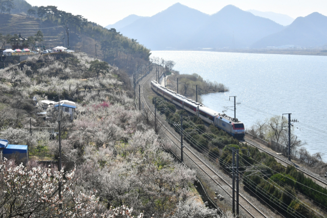 원동매화축제가 열리는 원동역 주변 전경. 양산시 제공