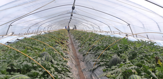 ‘겨울수박’ 주산지인 경남 함안군 한 수박 재배 농가 시설하우스에서 농업인들이 작업을 하고 있다. 함안군 제공