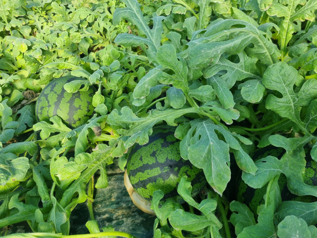 함안군 겨울수박. 함안군 제공