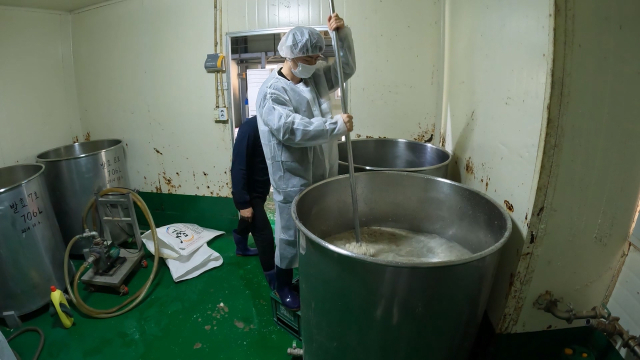 고두밥과 누룩, 물을 잘 섞어야 발효가 활발하게 이뤄져 맛있는 막걸리가 만들어집니다. 이정 PD luce@