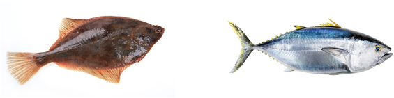 3월 이달의 수산물로 선정된 가자미(왼쪽)와 참다랑어. 해수부 제공