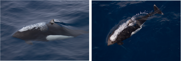 3월 이달의 해양생물로 선정된 까치돌고래(Phocoenoides dalli). 해수부 제공