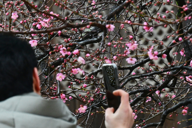 3일 양산 통도사에서 홍매화가 꽃망울을 터트리기 시작했다. 통도사 홍매화는 일반 매화보다 짙은 붉은색 꽃봉오리를 자랑하며, 고즈넉한 사찰 풍경과 어우러져 더욱 신비로운 분위기를 자아내는 것으로 유명하다. 해마다 2월 초중순께 개화하지만 올해는 일주일 정도 늦게 피어났다. 김현우 기자