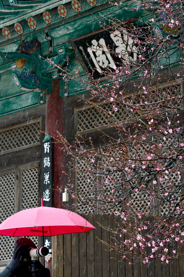 3일 양산 통도사에서 홍매화가 꽃망울을 터트리기 시작했다. 통도사 홍매화는 일반 매화보다 짙은 붉은색 꽃봉오리를 자랑하며, 고즈넉한 사찰 풍경과 어우러져 더욱 신비로운 분위기를 자아내는 것으로 유명하다. 해마다 2월 초중순께 개화하지만 올해는 일주일 정도 늦게 피어났다. 김현우 기자