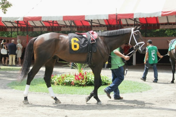 ‘제이에스초이스’가 2016년 미국 사라토가 경마장에서 출전할 당시의 모습. 한국마사회 제공