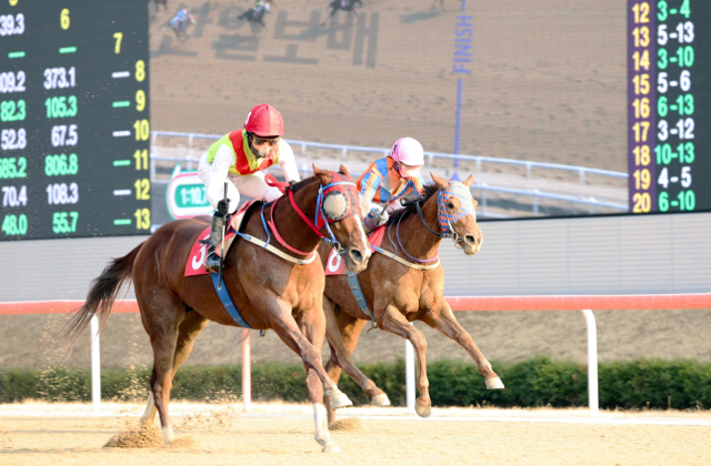 빈체로카발로(왼쪽)가 지난 9일 제19회 부산일보배 대상경주에서 결승선을 향해 힘차게 달리고 있다. 렛츠런파크부산경남 제공