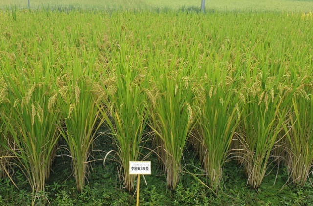 농촌진흥청에서 개발한 ‘한가득’ 품종. 농촌진흥청 제공