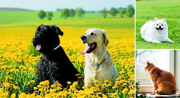 반려견은 잦은 야외 활동에 대비해 심장사상충 예방에 신경 써야 하고, 반려묘는 실내 환기 때 창문 밖으로 떨어지는 사고가 발생할 수 있으니 보호자 주의가 필요하다. 클립아트코리아 제공