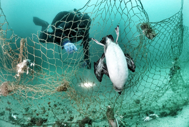 해양 쓰레기로 인해 목숨을 잃는 해양동물들이 늘고 있다. 폐기된 자망에 얽힌 바다오리. 한국해양과학기술원 제공