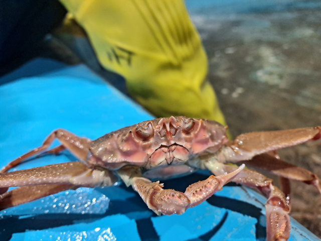 일본산 암컷대게 입모양 'M' 자. 해수부 제공