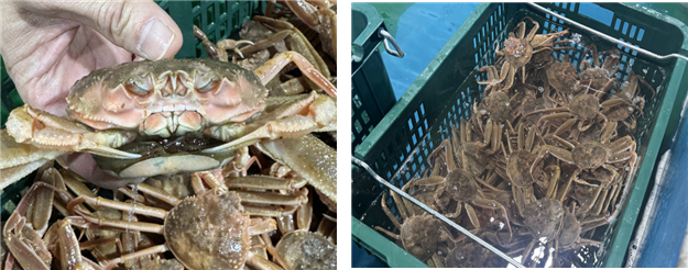 국내산 암컷대게(왼쪽) 및 보관중인 국내산 암컷대게. 해수부 제공