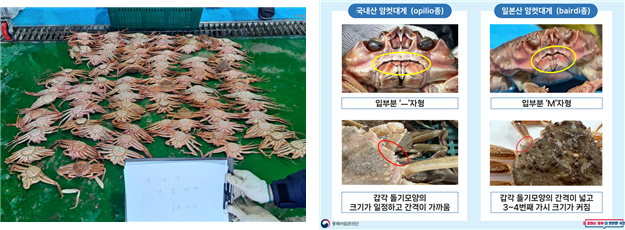 압수한 국내산 암컷대게(왼쪽) 및 국내산-일본산 암컷대게 구분법. 해수부 제공