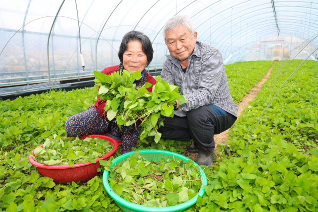 13일 경남 산청군 오부면 오전마을 이환호-이연숙 부부 농가에서 취나물 수확이 이뤄지고 있다. 봄철 대표 약초로 꼽히는 취나물은 향긋한 봄향과 쌉싸름한 맛을 자랑하는 제철 봄나물 중 하나다. 특히 산청 취나물은 큰 일교차로 타 지역보다 수확이 늦은 반면 풍성한 향과 맛을 자랑한다. 산청군 제공