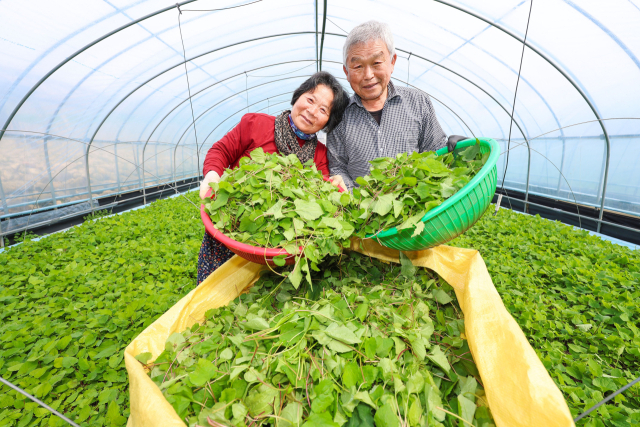 13일 경남 산청군 오부면 오전마을 이환호-이연숙 부부 농가에서 취나물 수확이 이뤄지고 있다. 봄철 대표 약초로 꼽히는 취나물은 향긋한 봄향과 쌉싸름한 맛을 자랑하는 제철 봄나물 중 하나다. 특히 산청 취나물은 큰 일교차로 타 지역보다 수확이 늦은 반면 풍성한 향과 맛을 자랑한다. 산청군 제공
