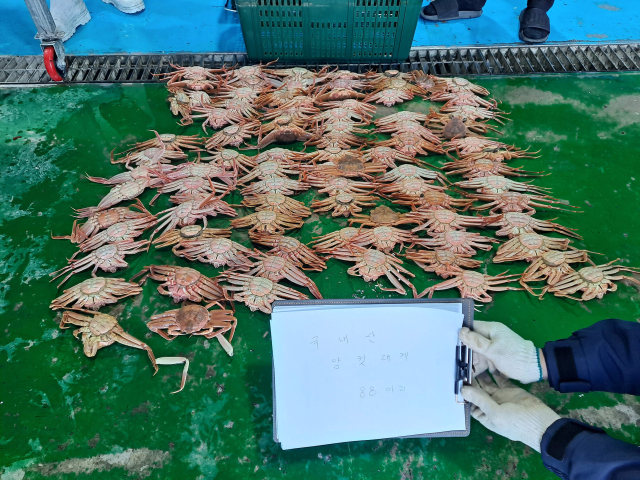 특별단속 기간에 적발·압수된 국내산 암컷대게. 해수부 제공