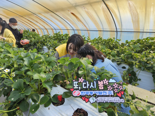 한국동서발전 임직원과 최중증 청년 발달장애인이 함께 봄 딸기를 수확하고 있는 모습. 동서발전 제공