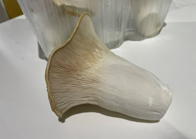 크리미 버섯. ‘설원’보다 색이 더 밝고 수직으로 곧게 자라며, 부드러우면서 쫄깃한 식감을 지녔다.