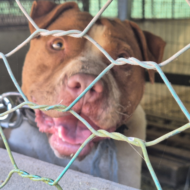 경남 사천시 불법 투견 훈련장에서 발견된 맹견. 현재 리본 임시보호소에서 보호 조치 중이다. 리본 제공