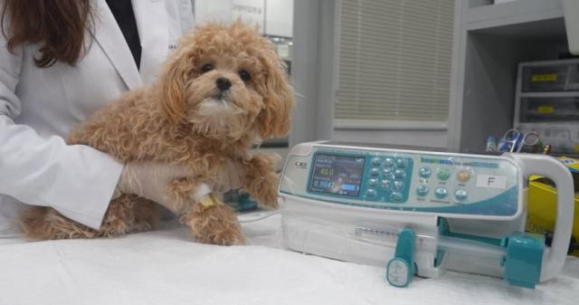 강아지가 박셀바이오의 반려동물 면역항암제 '박스루킨-15'를 투약하고 있다. 사진=박셀바이오