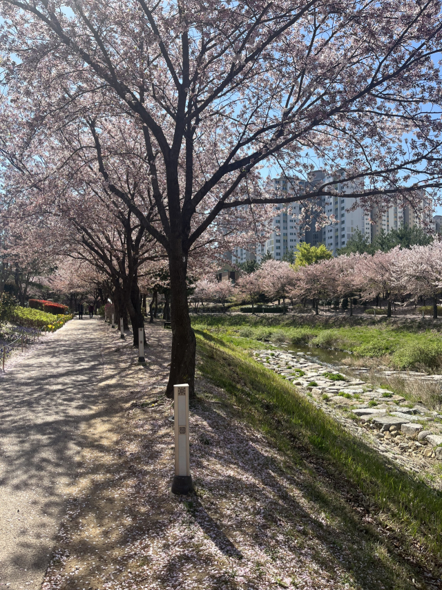 지난해 3월 경남 김해시 관동동 율하천을 따라 핀 벚꽃. 이경민 기자