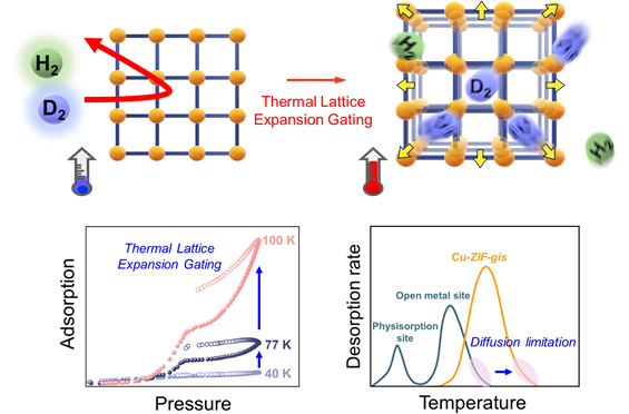 그림 온도 상승에 의한 MOF 격자 확장을 통해 이뤄지는 수소 동위원소 분리 매커니즘. 저온에서는 수소와 중수소가 좁은 기공에 들어갈 수 없지만 온도가 증가함에 따라 격자가 확장되어 수소 및 중수소가 흡착 분리됨. 흡착 등온선 그래프(좌)는 온도가 증가하면서 수소 동위원소의 흡착량이 증가하는 것을 나타냄. 열 탈착 커브 그래프(우)는 격자가 확장되어 고온에서 수소 동위소의 탈착이 가능함을 보여주고 있음. UNIST 제공