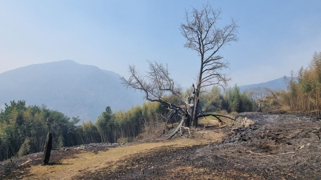 산불 피해를 본 하동 두양리 은행나무. 경남 하동군 제공. 연합뉴스