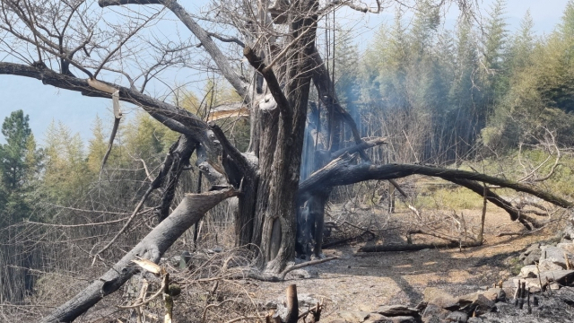 산불 피해를 본 하동 두양리 은행나무. 경남 하동군 제공. 연합뉴스