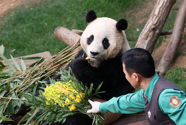 지난해 4월 3일 푸바오가 일반 관람객들을 만나는 마지막 날 경기 용인시 에버랜드 판다월드에서 강철원 사육사에게 유채꽃 선물을 받고 있다. 연합뉴스