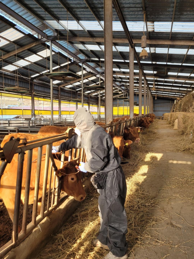 경남 김해시가 구제역 유입 차단을 위해 올 상반기 예방접종을 한 달 앞당겨 마무리한다. 김해시 제공