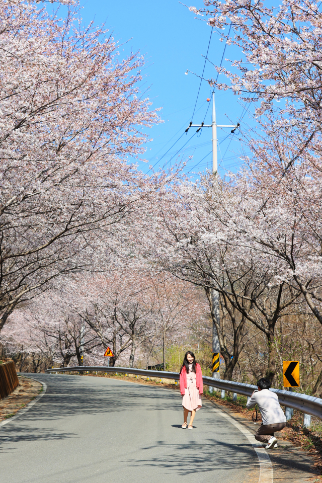고성의 봄맞이 명소인 대가면 십리벚꽃길이 화려한 조명과 함께 낮보다 밤이 아름다운 곳으로 탈바꿈했다. 십리벚꽃길은 대가저수지에서 갈천리까지, 4km에 걸쳐 조성된 벚꽃 놀이 명소다. 고성군 제공
