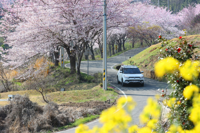 고성의 봄맞이 명소인 대가면 십리벚꽃길이 화려한 조명과 함께 낮보다 밤이 아름다운 곳으로 탈바꿈했다. 십리벚꽃길은 대가저수지에서 갈천리까지, 4km에 걸쳐 조성된 벚꽃 놀이 명소다. 고성군 제공