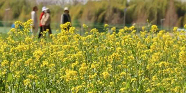 포근한 봄 날씨를 보인 지난 26일 부산 강서구 대저생태공원에서 시민들이 노란 유채꽃을 구경하고 있다. 김종진 기자 kjj1761@