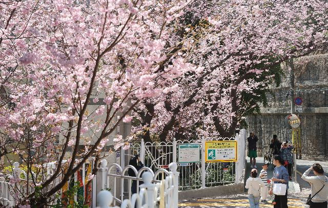 지난 23일 완연한 봄 날씨 속에 부산 수영구 배화학교 화단에 벚꽃이 활짝 펴 지나가는 시민들의 눈길을 사로잡고 있다. 부산일보DB