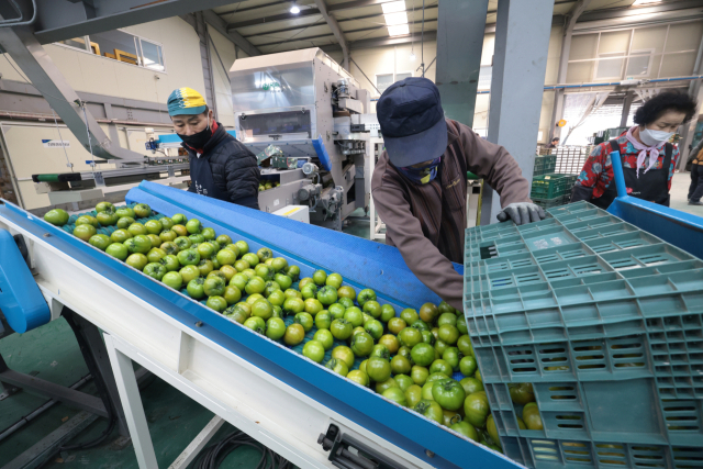 대저농협의 대저 짭짤이 토마토 자동 선별·포장 작업 모습. 정대현 기자 jhyun@