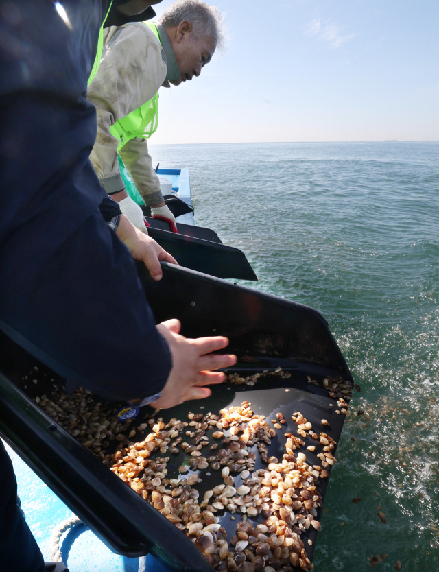 부산 강서구 가덕도 해안 일대에서 어민들이 개량조개 종묘를 방류하는 모습. 부산일보DB
