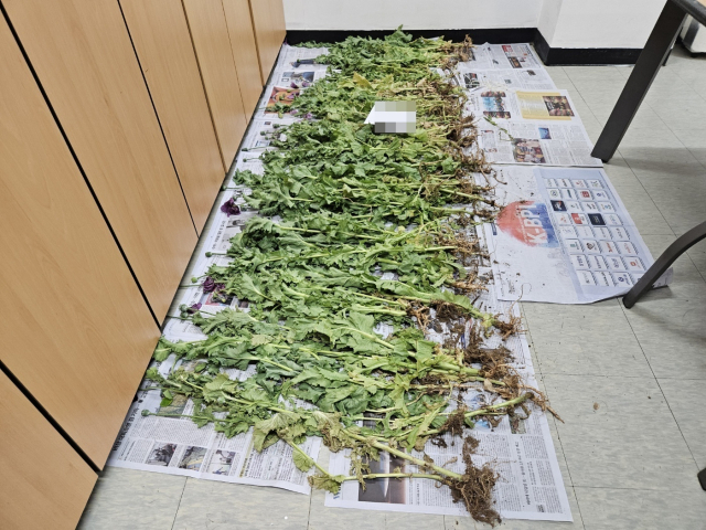 통영해양경찰이 압수한 양귀비. 통영해양경찰서 제공