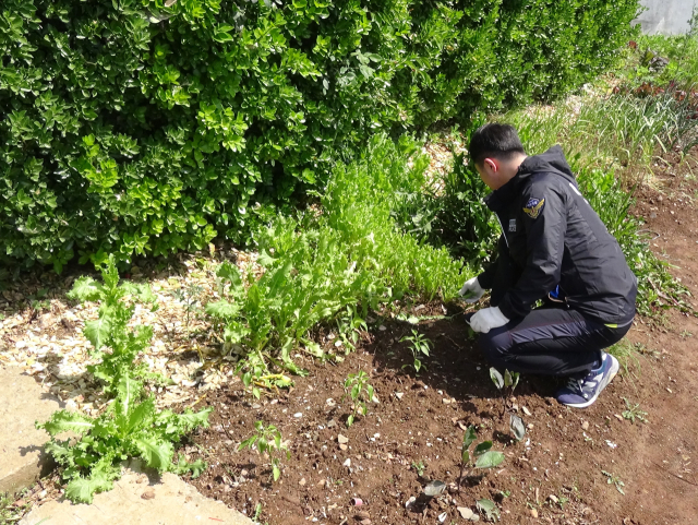 통영해양경찰서는 4월부터 7월까지 양귀비, 대마 등 마약류 재배와 해양 밀반입·투약 사범 집중 단속기간을 운영한다. 통영해양경찰서 제공