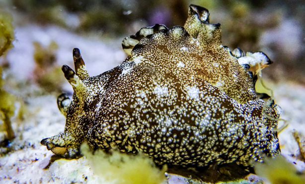 4월 이달의 생물로 선정된 군소. 해수부 제공