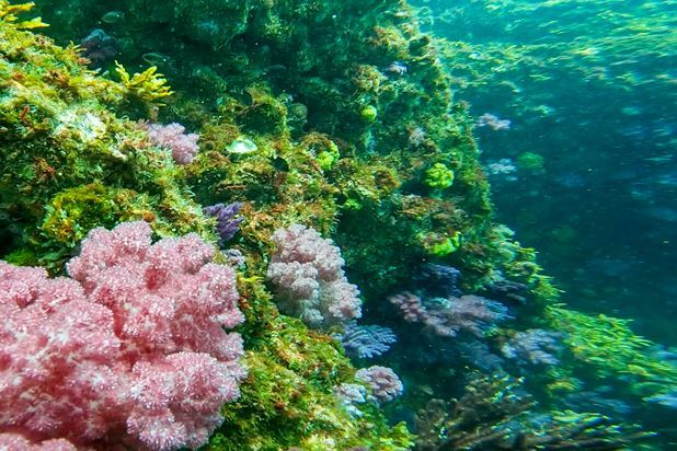 첫 대규모 해양보호구역으로 지정된 제주특별자치시 추자면 관탈도 일대 해역 수중생태계. 출처: (주)해양생태기술연구소. 해수부 제공