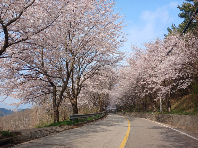 충남 서산 왕산마을의 벚꽃 풍경. 어촌어항공단 제공