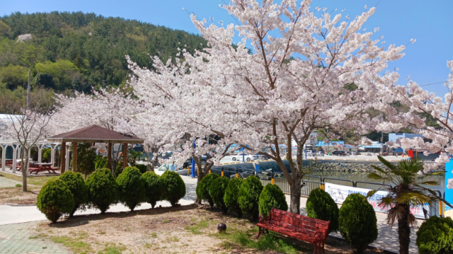 경남 통영 궁항마을의 벚꽃 풍경. 어촌어항공단 제공