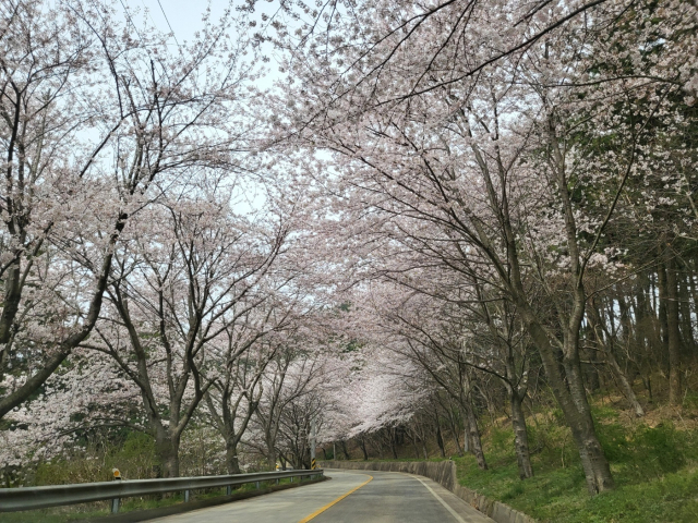 충남 서산 중리마을 벚꽃 풍경. 어촌어항공단 제공