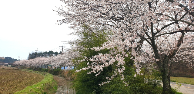 경남 사천 비토마을 벚꽃 풍경. 어촌어항공단 제공