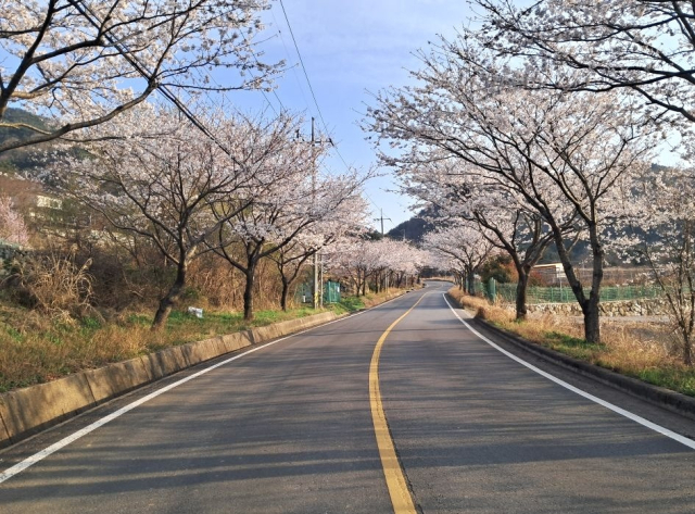 경남 거제 대금마을 벚꽃 풍경. 어촌어항공단 제공