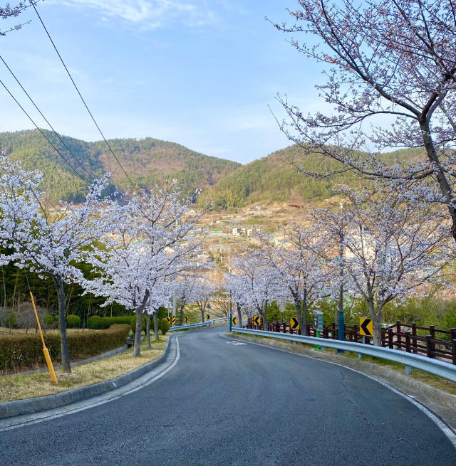 경남 거제 옥계마을 벚꽃 풍경. 어촌어항공단 제공