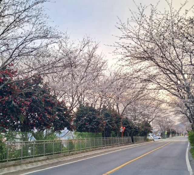 경남 창원 거북이행복마을 벚꽃 풍경. 어촌어항공단 제공