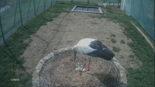 지난달 28일 경남 김해시 화포천습지 봉하뜰에서 황새알 3개가 부화했다. 김해시 제공