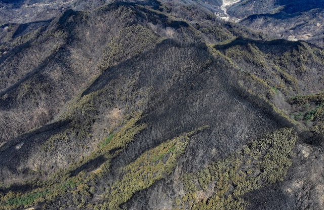 경북 안동시 길안면 한 야산이 산불로 인해 검게 변해 있다. 연합뉴스